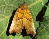 Scoliopteryx libatrix - The Herald