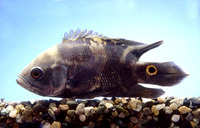 Astronotus ocellatus, Oscar: fisheries, gamefish, aquarium