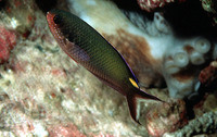 Lepidozygus tapeinosoma, Fusilier damselfish: aquarium