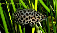 Ctenopoma acutirostre, Spotted ctenopoma: aquarium