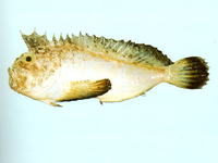 Erisphex aniarus, Dark-finned velvetfish: