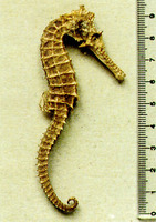 Hippocampus angustus, Narrow-bellied seahorse: fisheries, aquarium