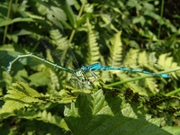 Coenagrion puella - Azure Damselfly