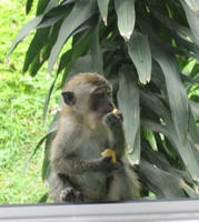 Image of: Macaca fascicularis (long-tailed macaque)