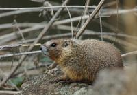 Image of: Marmota flaviventris (yellow-bellied marmot)