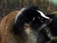 Image of: Paguma larvata (masked palm civet)