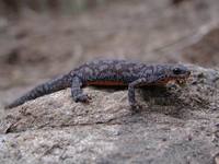 Triturus alpestris - Alpine Newt