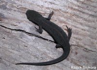 Triturus maltzani
