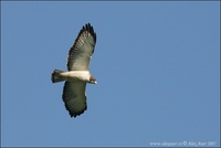 Buteo brachyurus - Short-tailed Hawk