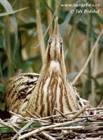 Botaurus stellaris - Great Bittern