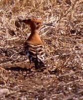 Upupa epops africana - African Hoopoe