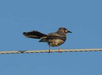 Anthochaera carunculata - Red Wattlebird