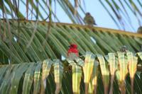 Foudia madagascariensis - Madagascar Red Fody