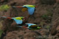 Ara ambigua - Great Green Macaw