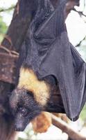 Pteropus mariannus - Marianas Flying Fox