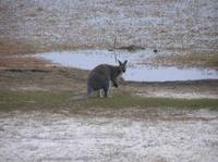 Macropus rufogriseus - Red-necked Wallaby