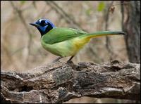 Image of: Cyanocorax yncas (green jay)