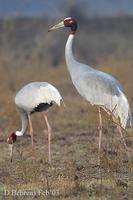 Image of: Grus antigone (Sarus crane)