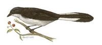 Image of: Melanocharis versteri (fan-tailed berrypecker)