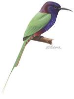 Image of: Meropogon forsteni (purple-bearded bee-eater)