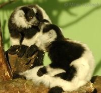 Varecia variegata variegata - Black and White Ruffed Lemur