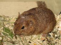 Microtus guentheri - Günther's Vole