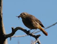 Image of: Phoenicurus ochruros (black redstart)