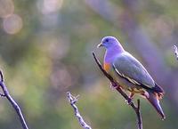 Image of: Treron vernans (pink-necked green-pigeon)