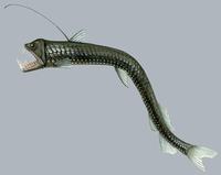 Image of: Chauliodus sloani (Sloan's fangfish)