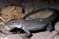 Image of: Ameiva ameiva (giant ameiva)