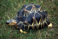 Astrochelys radiata - Radiated Tortoise