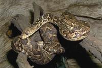 Epicrates angulifer - Cuban Boa