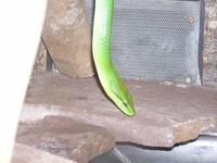 Gonyosoma oxycephalum - Red-tailed Green Ratsnake