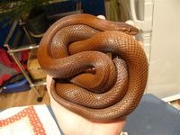 Lamprophis lineatus