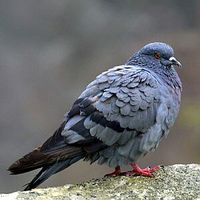 Rock Pigeon - Columba livia