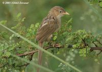 Common Babbler - Turdoides caudata