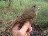 Thick-billed Warbler - Acrocephalus aedon