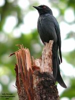 Ashy Drongo - Dicrurus leucophaeus