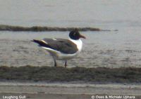 Laughing Gull - Larus atricilla