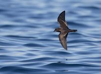 Black Storm-Petrel (Oceanodroma melania) photo
