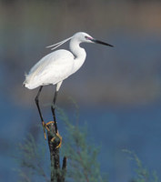 Little Egret (Egretta garzetta) photo