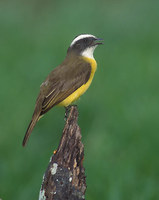 Social Flycatcher (Myiozetetes granadensis) photo