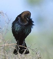 Brown-headed Cowbird (Molothrus ater) photo