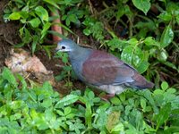 Buff-fronted Quail-Dove - Geotrygon costaricensis