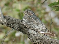 Common Nighthawk - Chordeiles minor