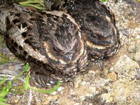 Diabolical Nightjar - Eurostopodus diabolicus