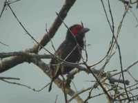 Red-faced Barbet - Lybius rubrifacies