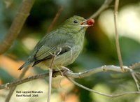 Red-capped Manakin - Pipra mentalis