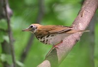 Wood Thrush - Hylocichla mustelina