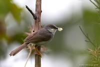 Gray-breasted Prinia - Prinia hodgsonii